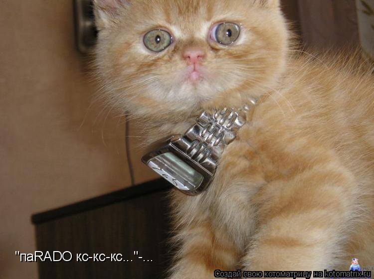 "паRADO кс-кс-кс..."-...... Котоматрица: "паRADO кс-кс-кс..."-...