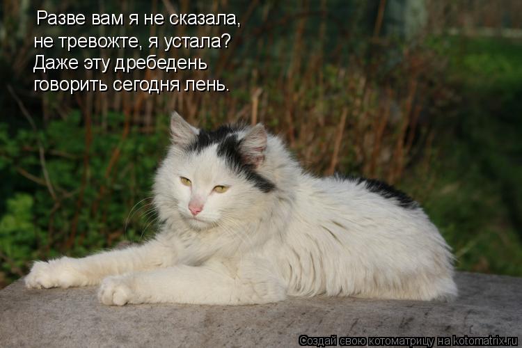 Разве вам я не сказала, не тревожте, я устала? Даже эту дребедень говорить сегодня лень.... Котоматрица: Разве вам я не сказала, не тревожте, я устала? Даже эту дребедень говорить сегодня лень.