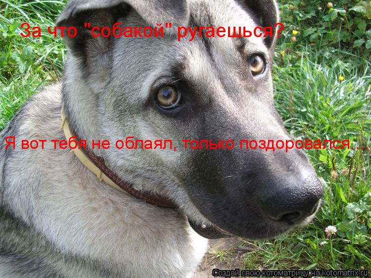 За что "собакой" ругаешься? Я вот тебя не облаял, только поздоровался....... Котоматрица: За что "собакой" ругаешься? Я вот тебя не облаял, только поздоровался....