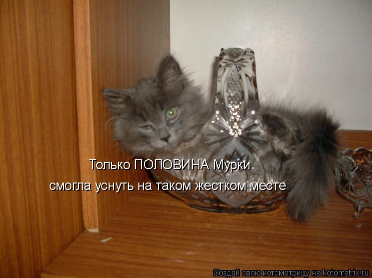 Только ПОЛОВИНА Мурки смогла уснуть на таком жестком месте... Котоматрица: Только ПОЛОВИНА Мурки смогла уснуть на таком жестком месте