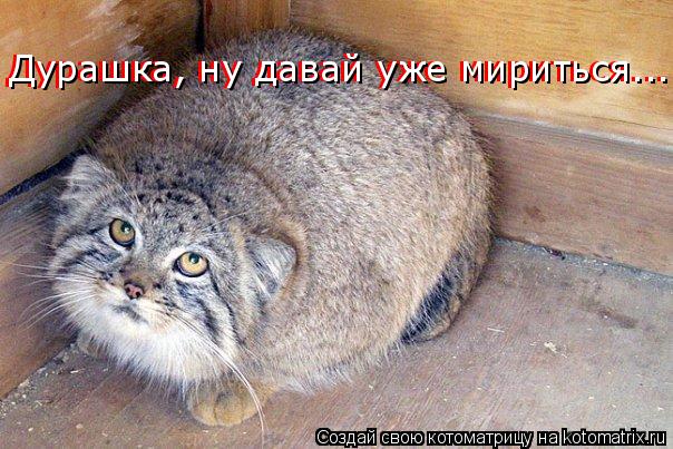 Дурашка, ну давай уже мириться... Дурашка, ну давай уже мириться...... Котоматрица: Дурашка, ну давай уже мириться... Дурашка, ну давай уже мириться...