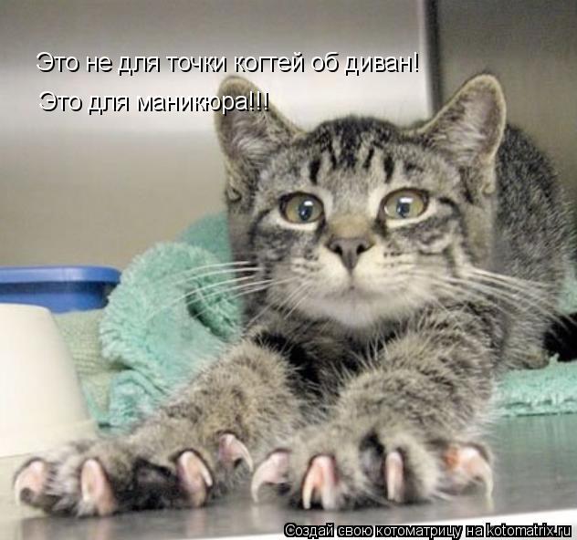 Это не для точки когтей об диван! Это для маникюра!!!... Котоматрица: Это не для точки когтей об диван! Это для маникюра!!!