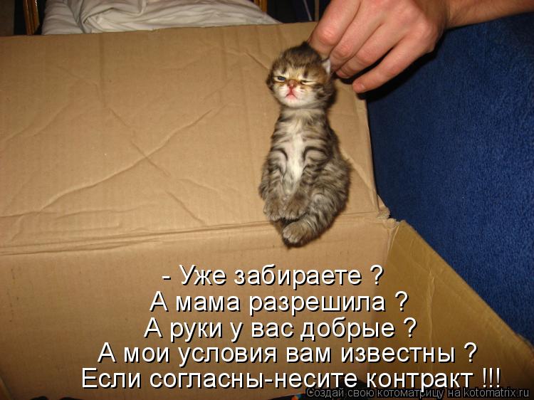Котоматрица: - Уже забираете ? А мама разрешила ? А руки у вас добрые ? А мои условия вам известны ? Если согласны-несите контракт !!!
