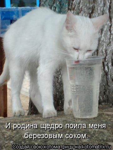 И родина щедро поила меня березовым соком.... Котоматрица: И родина щедро поила меня березовым соком.