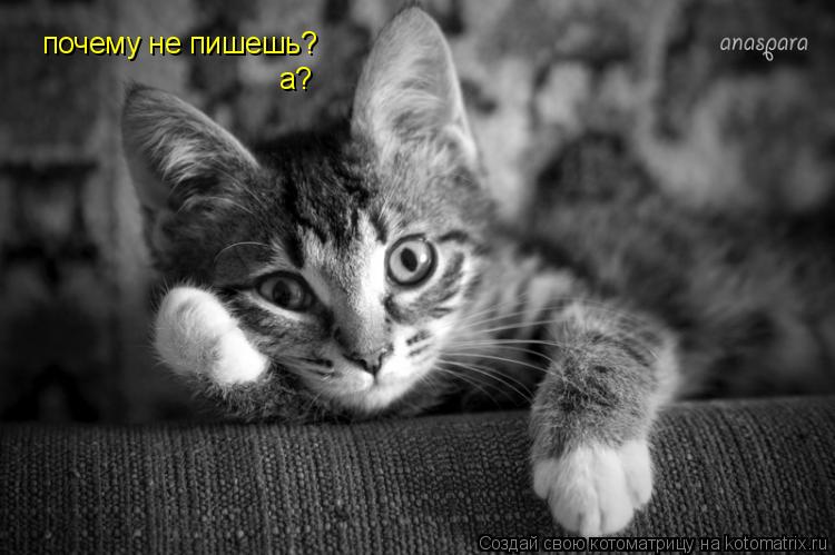 почему не пишешь? а?... Котоматрица: почему не пишешь? а?