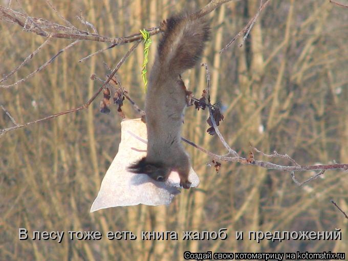 В лесу тоже есть книга жалоб и предложений... Котоматрица: В лесу тоже есть книга жалоб и предложений