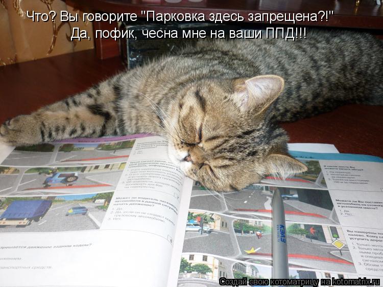 Что? Вы говорите "Парковка здесь запрещена?!" Да, пофик, чесна мне на ваши ППД!!!... Котоматрица: Что? Вы говорите "Парковка здесь запрещена?!" Да, пофик, чесна мне на ваши ППД!!!