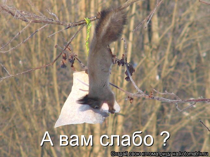 А вам слабо ?... Котоматрица: А вам слабо ?