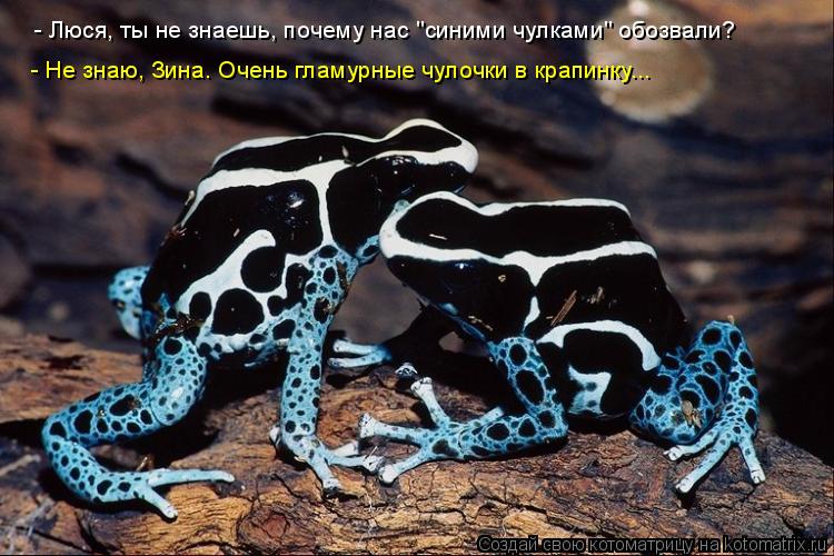 - Люся, ты не знаешь, почему нас "синими чулками" обозвали? - Не знаю, Зина. Очень гламурные чулочки ... Котоматрица: - Люся, ты не знаешь, почему нас "синими чулками" обозвали? - Не знаю, Зина. Очень гламурные чулочки в крапинку...