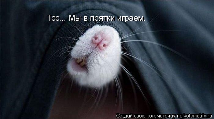 Тсс... Мы в прятки играем.... Котоматрица: Тсс... Мы в прятки играем.