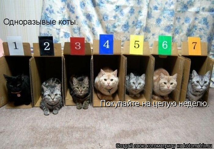Одноразывые коты. Покупайте на целую неделю.... Котоматрица: Одноразывые коты. Покупайте на целую неделю.