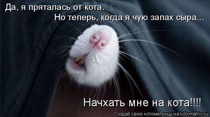 Котоматрица: Да, я пряталась от кота. Но теперь, когда я чую запах сыра... Начхать мне на кота!!!!