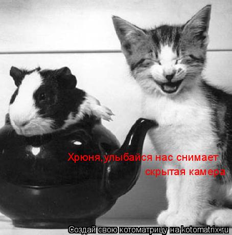 Хрюня,улыбайся нас снимает скрытая камера... Котоматрица: Хрюня,улыбайся нас снимает скрытая камера