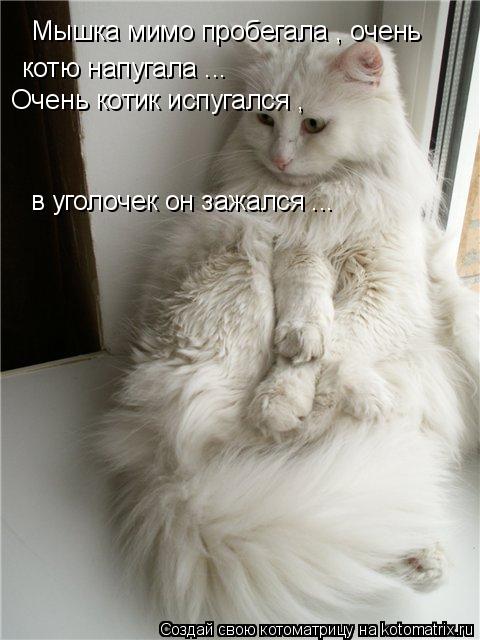 Мышка мимо пробегала , очень котю напугала ... Очень котик испугался , в уголочек он зажался ...... Котоматрица: Мышка мимо пробегала , очень котю напугала ... Очень котик испугался , в уголочек он зажался ...
