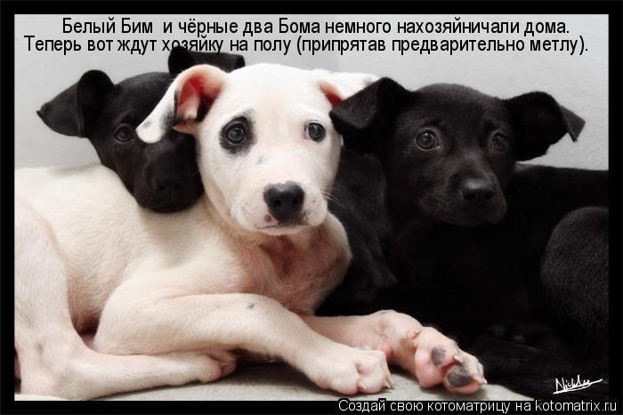Белый Бим и чёрные два Бома немного нахозяйничали дома. Теперь вот ждут хозяйку на полу (припрятав ... Котоматрица: Белый Бим и чёрные два Бома немного нахозяйничали дома. Теперь вот ждут хозяйку на полу (припрятав предварительно метлу).