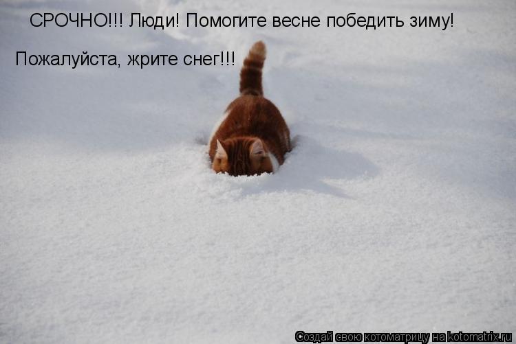 СРОЧНО!!! Люди! Помогите весне победить зиму! Пожалуйста, жрите снег!!!... Котоматрица: СРОЧНО!!! Люди! Помогите весне победить зиму! Пожалуйста, жрите снег!!!