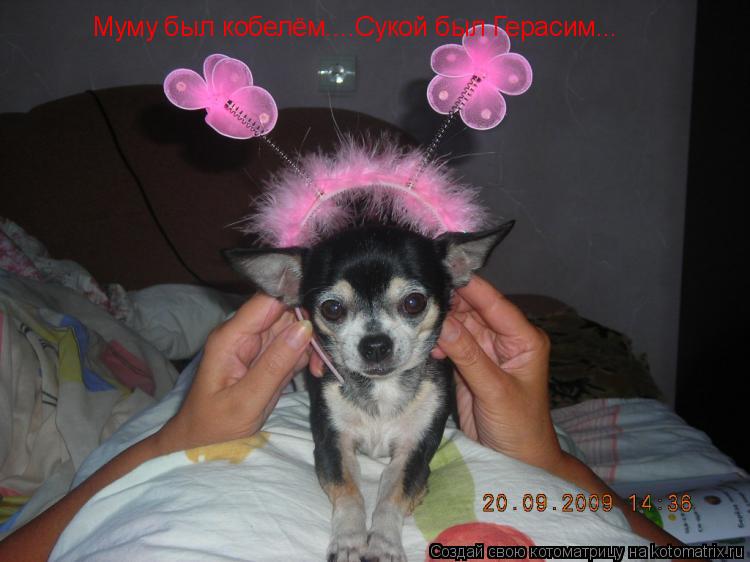 Муму был кобелём....Сукой был Герасим...... Котоматрица: Муму был кобелём....Сукой был Герасим...