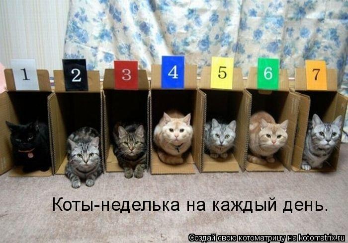 Коты-неделька на каждый день.... Котоматрица: Коты-неделька на каждый день.