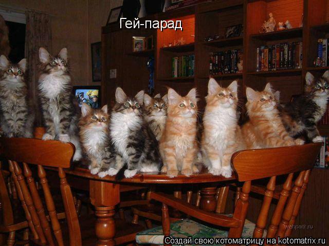 Гей-парад... Котоматрица: Гей-парад