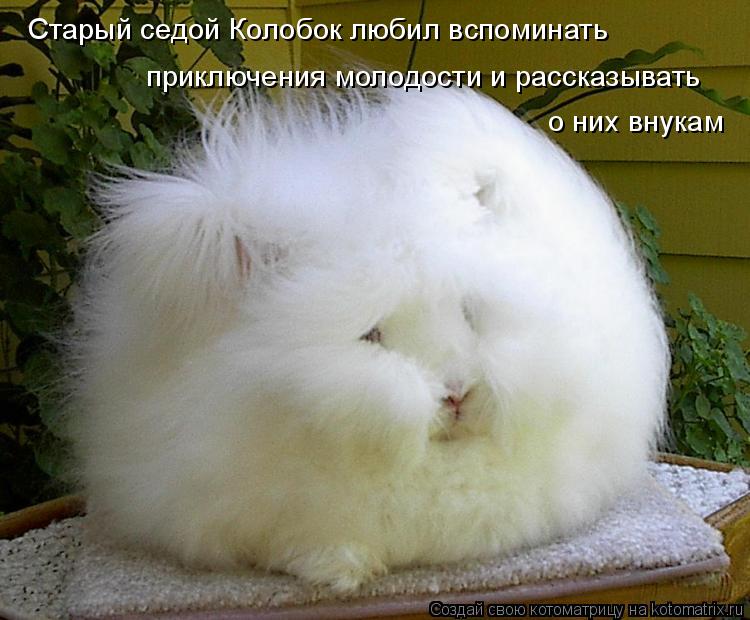 приключения молодости и рассказывать о них внукам Старый седой Колобок любил вспоминать... Котоматрица: приключения молодости и рассказывать о них внукам Старый седой Колобок любил вспоминать