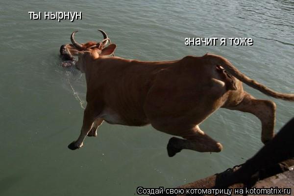 ты нырнун значит я тоже... Котоматрица: ты нырнун значит я тоже