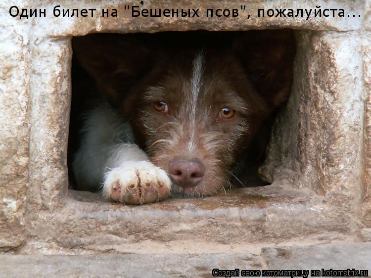 Один билет на "Бешеных псов", пожалуйста...... Котоматрица: Один билет на "Бешеных псов", пожалуйста...