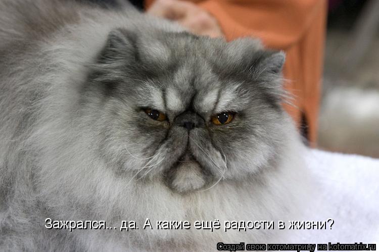 Зажрался... да. А какие ещё радости в жизни?... Котоматрица: Зажрался... да. А какие ещё радости в жизни?
