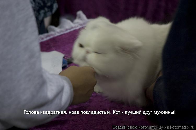 Голова квадратная, нрав покладистый. Кот - лучший друг мужчины!... Котоматрица: Голова квадратная, нрав покладистый. Кот - лучший друг мужчины!