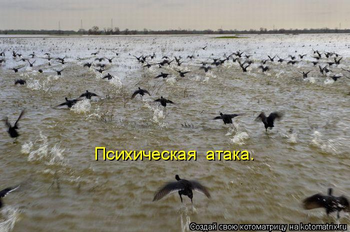 Психическая атака.... Котоматрица: Психическая атака.