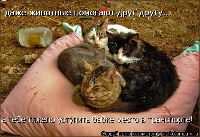 даже животные помогают друг другу... а тебе тяжело уступить бабке место в транспорте!... Котоматрица: даже животные помогают друг другу... а тебе тяжело уступить бабке место в транспорте!