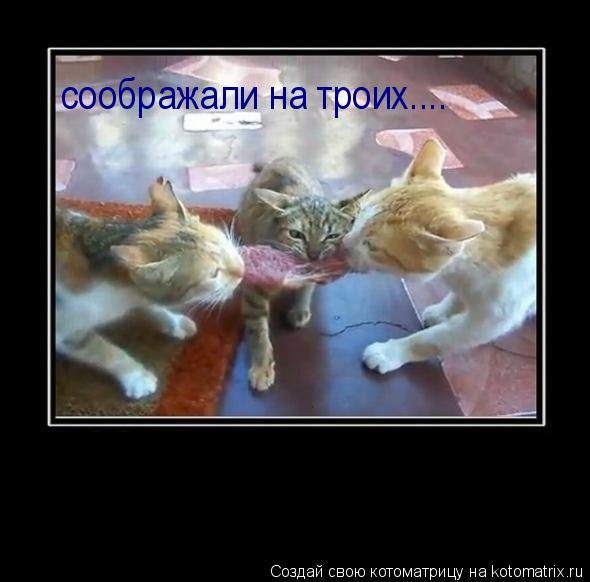 соображали на троих....... Котоматрица: соображали на троих....