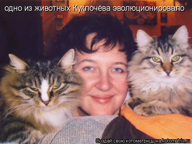 одно из животных Куклочёва эволюционировало... Котоматрица: одно из животных Куклочёва эволюционировало