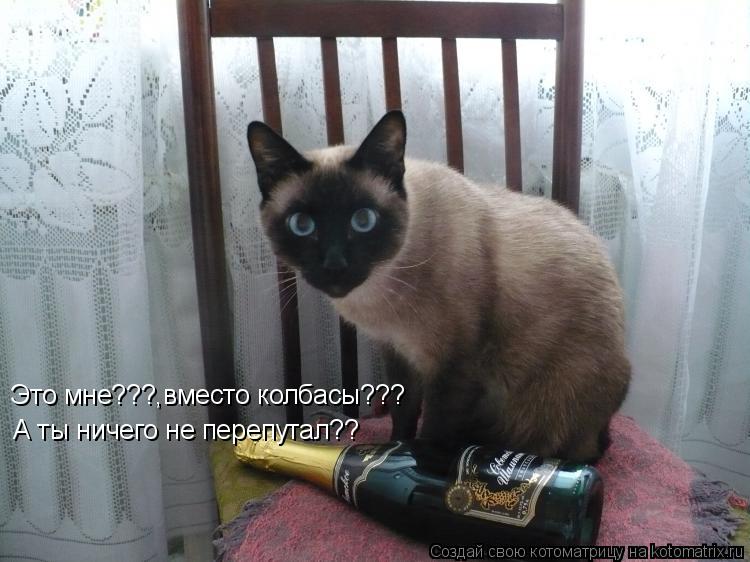 Это мне???,вместо колбасы??? А ты ничего не перепутал??... Котоматрица: Это мне???,вместо колбасы??? А ты ничего не перепутал??