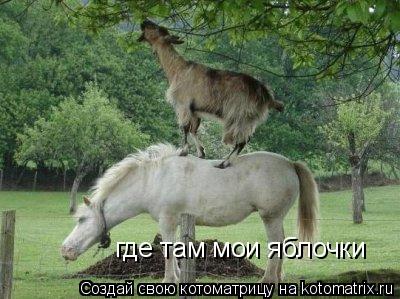 где там мои яблочки... Котоматрица: где там мои яблочки