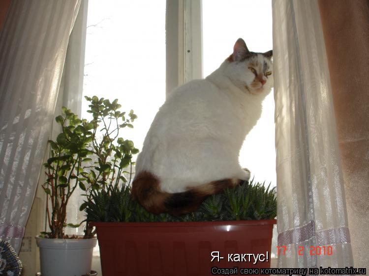 Я- кактус! Я- кактус!... Котоматрица: Я- кактус! Я- кактус!