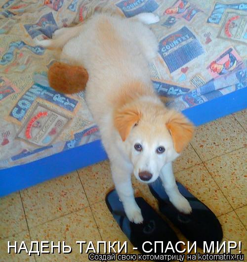 НАДЕНЬ ТАПКИ - СПАСИ МИР!... Котоматрица: НАДЕНЬ ТАПКИ - СПАСИ МИР!