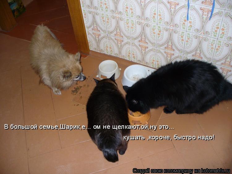 В большой семье,Шарик,е... ом не щелкают,ой,ну это... кушать ,короче, быстро надо!... Котоматрица: В большой семье,Шарик,е... ом не щелкают,ой,ну это... кушать ,короче, быстро надо!