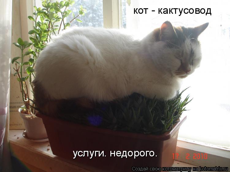 Котоматрица: кот - кактусовод услуги. недорого.