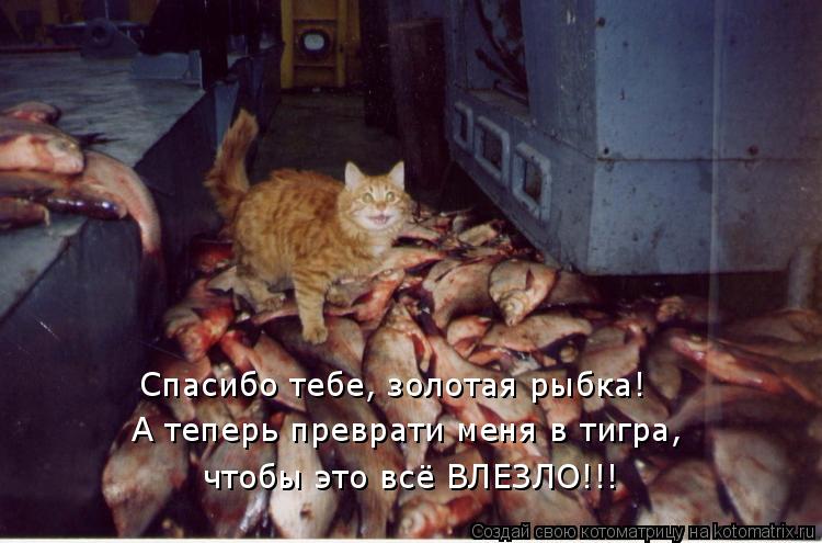 Спасибо тебе, золотая рыбка! А теперь преврати меня в тигра, чтобы это всё ВЛЕЗЛО!!!... Котоматрица: Спасибо тебе, золотая рыбка! А теперь преврати меня в тигра, чтобы это всё ВЛЕЗЛО!!!