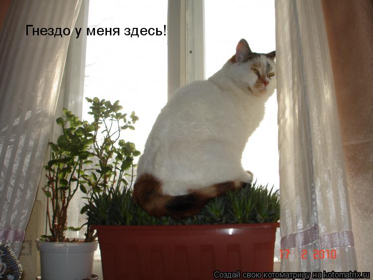 Гнездо у меня здесь!... Котоматрица: Гнездо у меня здесь!