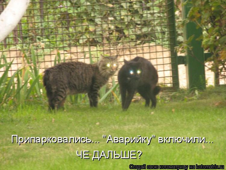 Припарковались... "Аварийку" включили... ЧЕ ДАЛЬШЕ?... Котоматрица: Припарковались... "Аварийку" включили... ЧЕ ДАЛЬШЕ?