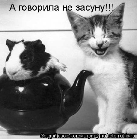 А говорила не засуну!!!... Котоматрица: А говорила не засуну!!!