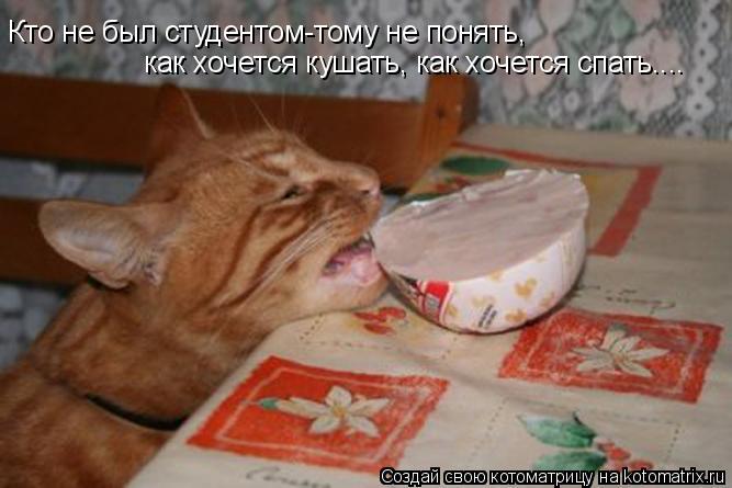 Кто не был студентом-тому не понять, как хочется кушать, как хочется спать....... Котоматрица: Кто не был студентом-тому не понять, как хочется кушать, как хочется спать....