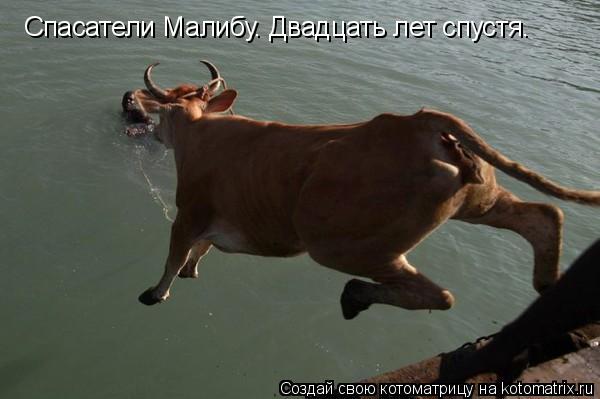 Спасатели Малибу. Двадцать лет спустя.... Котоматрица: Спасатели Малибу. Двадцать лет спустя.