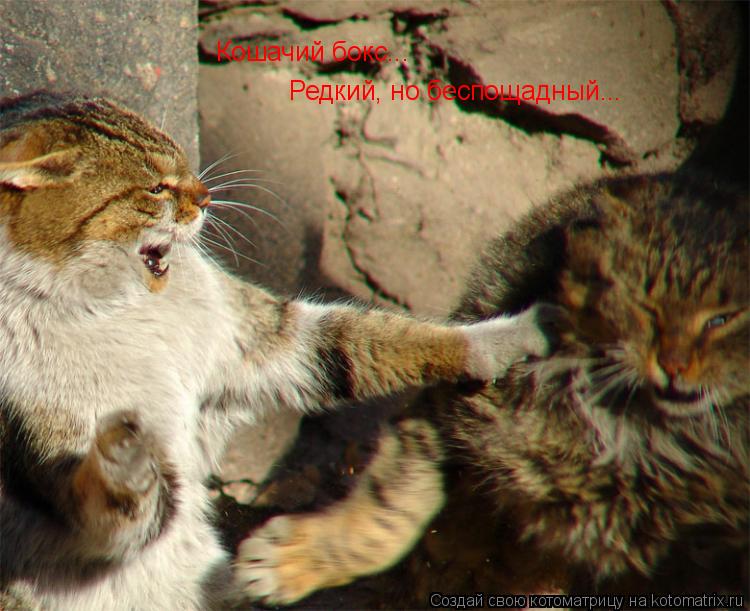 Котоматрица: Кошачий бокс... Редкий, но беспощадный...