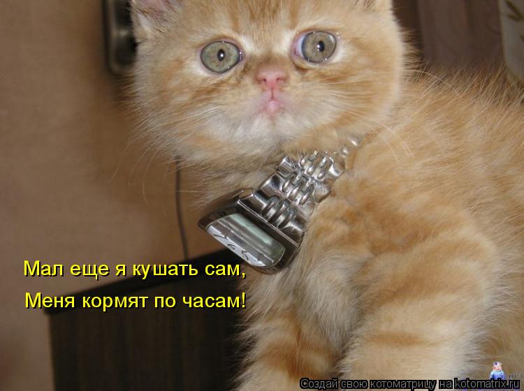 Мал еще я кушать сам, Меня кормят по часам!... Котоматрица: Мал еще я кушать сам, Меня кормят по часам!