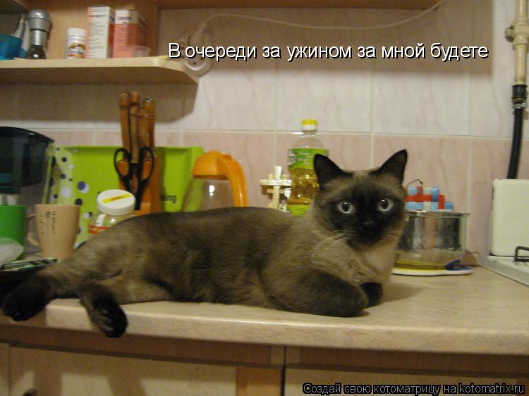 В очереди за ужином за мной будете... Котоматрица: В очереди за ужином за мной будете