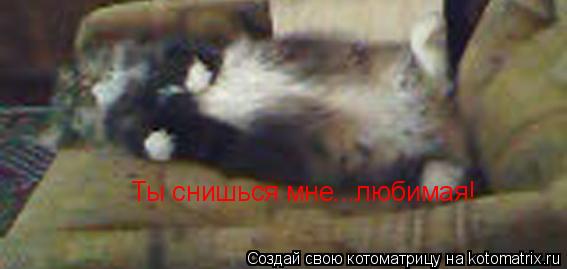 Ты снишься мне...любимая!... Котоматрица: Ты снишься мне...любимая!