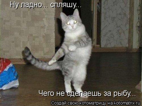 Ну ладно... спляшу... Чего не сделаешь за рыбу...... Котоматрица: Ну ладно... спляшу... Чего не сделаешь за рыбу...
