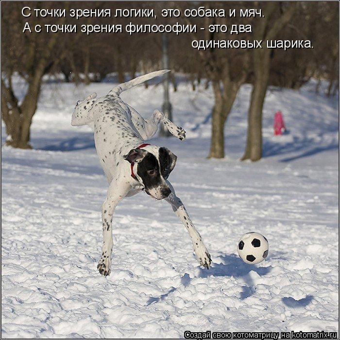 С точки зрения логики, это собака и мяч. А с точки зрения философии - это два одинаковых шарика.... Котоматрица: С точки зрения логики, это собака и мяч. А с точки зрения философии - это два одинаковых шарика.